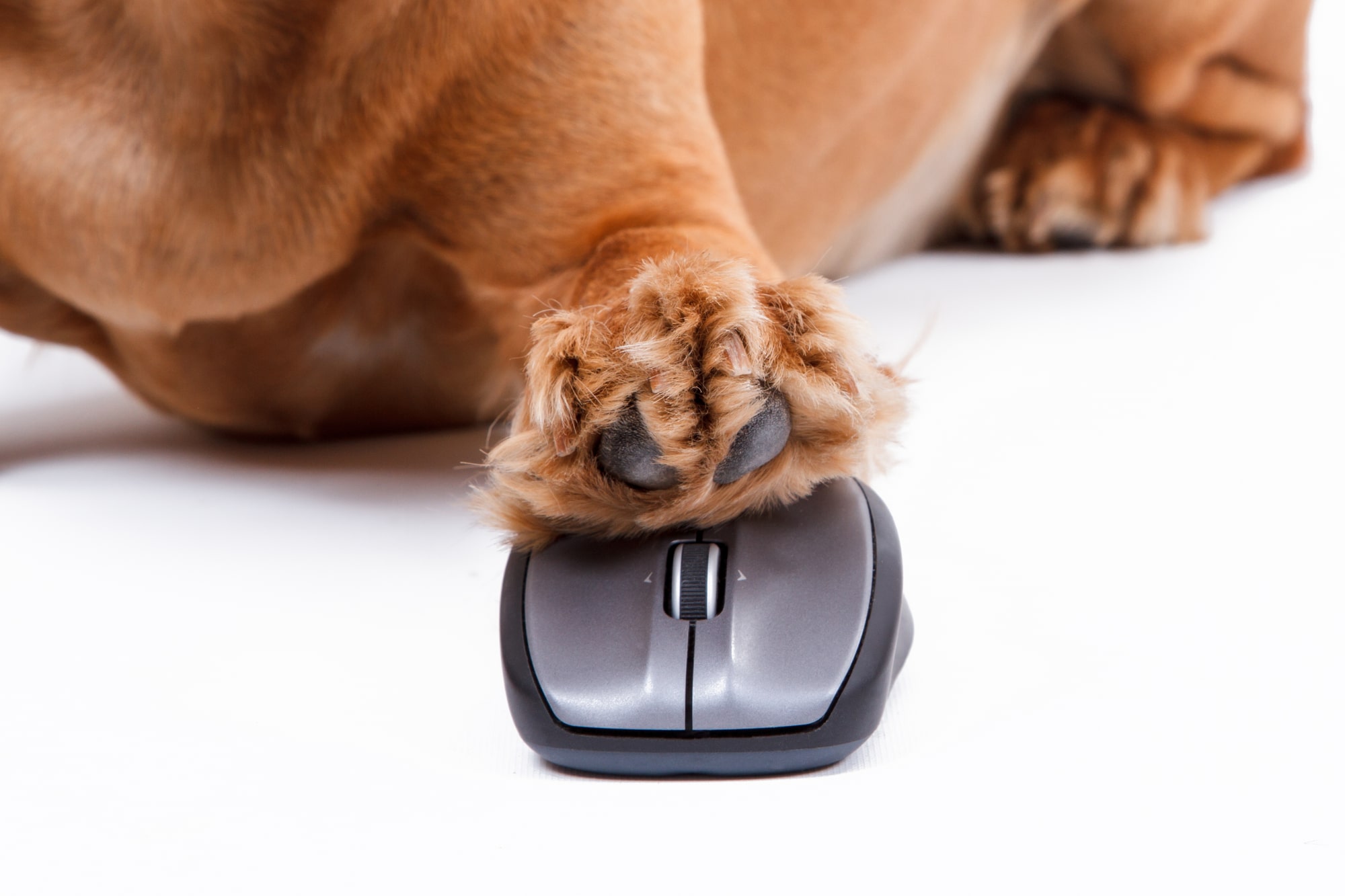 pricing for pet copywriter