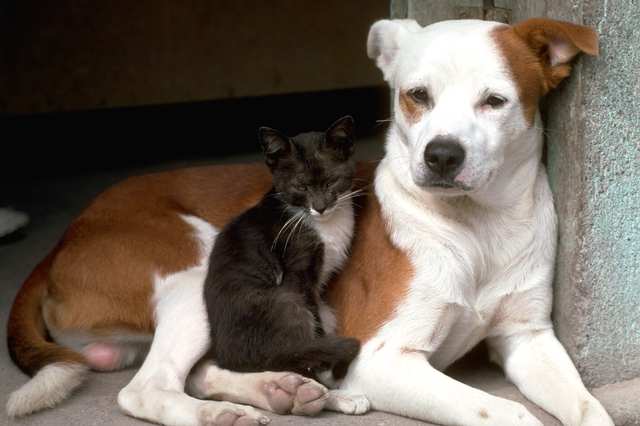 dog and cat sitting side by side