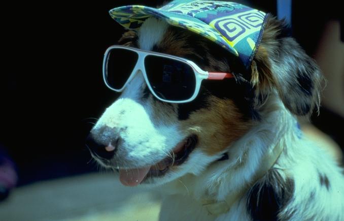 dog in glasses