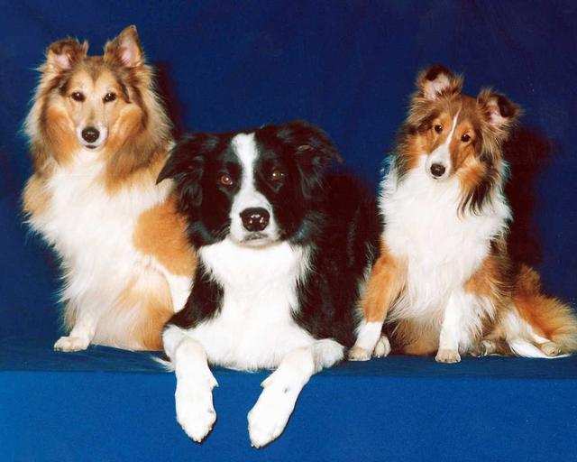 dogs sitting on couch